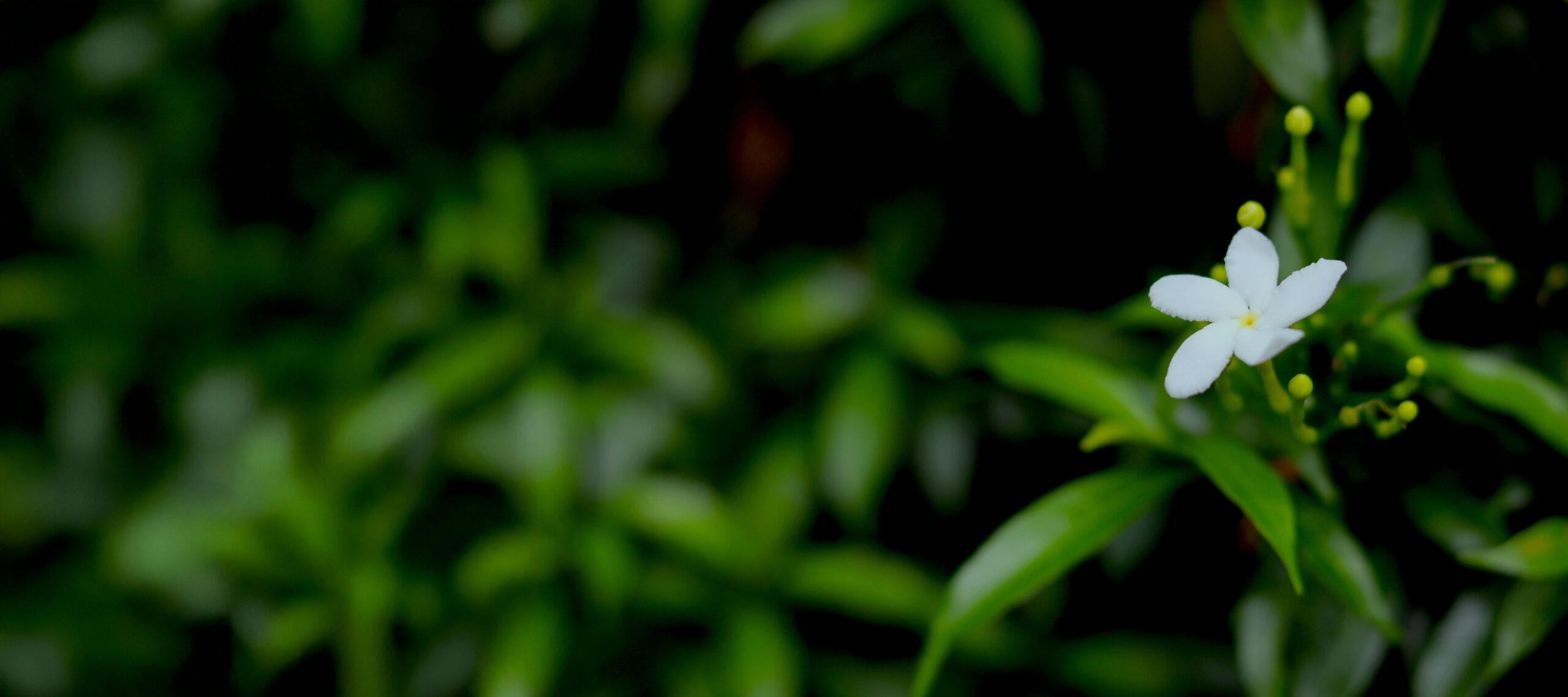 SMANJITE STRES UZ MIRIS JASMINA